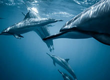 阿斯拉尼告别国米:身披蓝黑球衣实现儿时梦;会永远追随球队